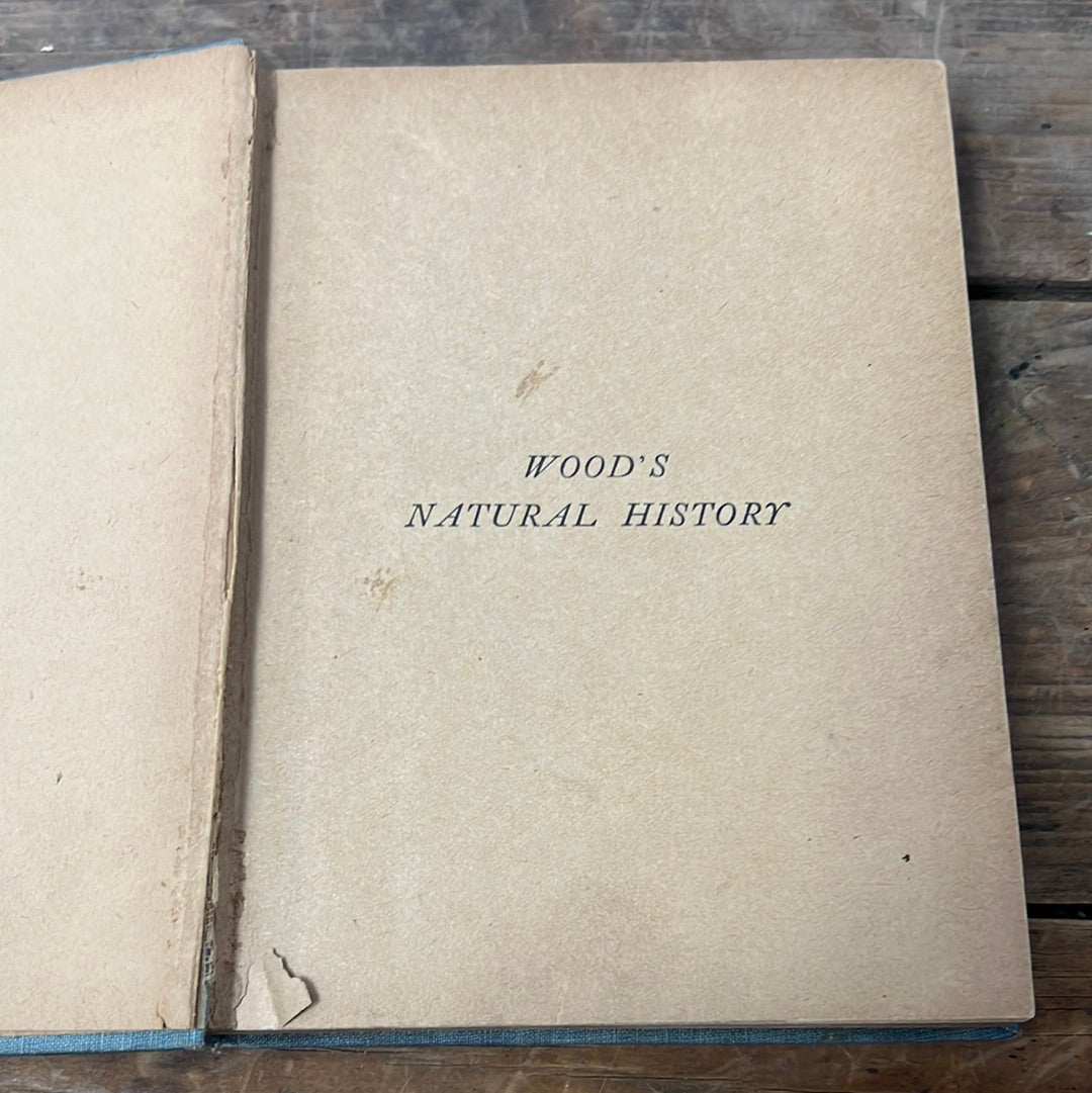 Woods Natural History Antique illustrated