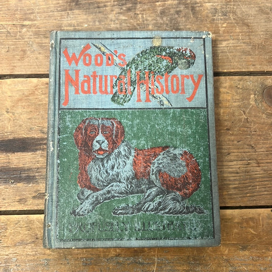 Woods Natural History Antique illustrated