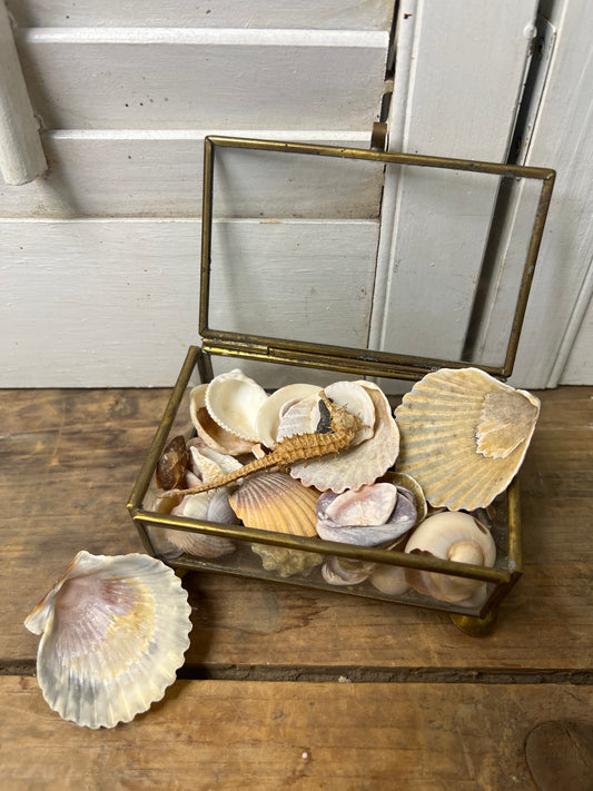Antique glass trinket box collection of shells seahorse sharks teeth